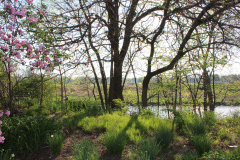 Purple-Leafed-Plum-124
