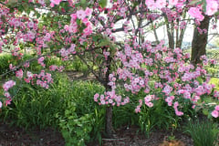 Purple-Leafed-Plum-137