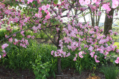 Purple-Leafed-Plum-137