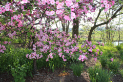 Purple-Leafed-Plum-143