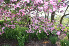 Purple-Leafed-Plum-144