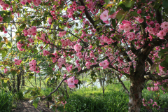 Purple-Leafed-Plum-17