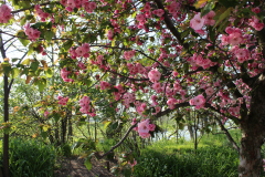 Purple-Leafed-Plum-18