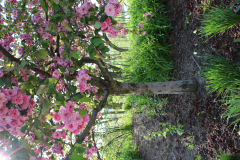 Purple-Leafed-Plum-24