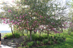 Purple-Leafed-Plum-25