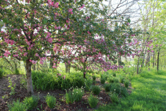 Purple-Leafed-Plum-27