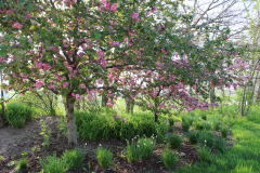 Purple-Leafed-Plum-28