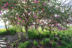 Purple-Leafed-Plum-29