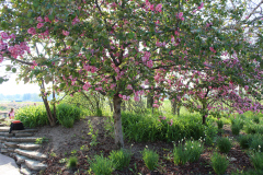Purple-Leafed-Plum-30