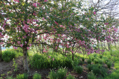 Purple-Leafed-Plum-31