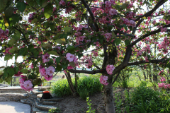 Purple-Leafed-Plum-32