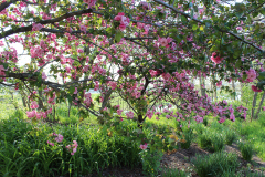 Purple-Leafed-Plum-33