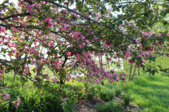 Purple-Leafed-Plum-35