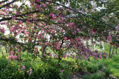 Purple-Leafed-Plum-36