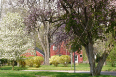 Purple-tree-w-house-on-street-3