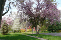 Purple-tree-w-house-on-street