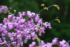 Purplish-blossoms-on-tree-closeup-1