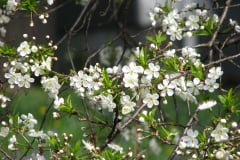 Spring-Blossoms-1-13