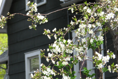 Spring-Blossoms-1-17