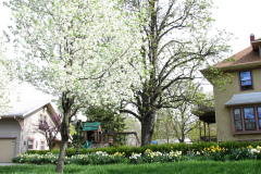 Spring-Blossoms-1-33