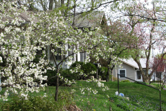 Spring-Blossoms-1-5