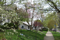 Spring-Blossoms-1-7