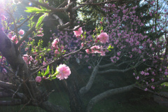 Spring-Blossoms-2-13