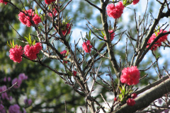 Spring-Blossoms-2-30