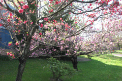 Spring-Blossoms-2-37