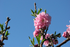 Spring-Blossoms-2-48