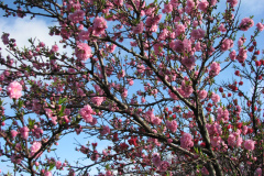 Spring-Blossoms-2-5