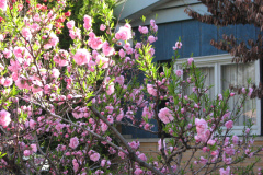 Spring-Blossoms-2-55