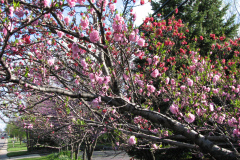 Spring-Blossoms-2-62