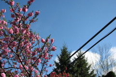 Spring-Blossoms-2-69