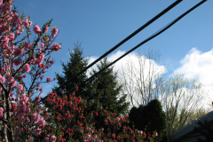 Spring-Blossoms-2-77