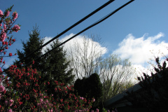 Spring-Blossoms-2-78