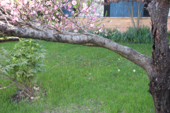 Spring-Blossoms-2-85