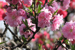 Spring-Blossoms-2-93