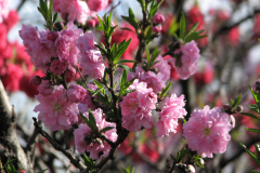 Spring-Blossoms-2-94
