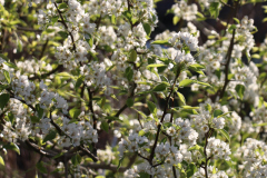 Spring-Blossoms-2023-Backyard-Pear-and-ornamental-Trees-7