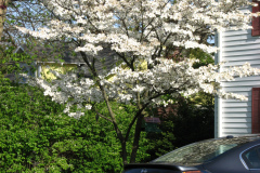 Spring-Blossoms-3-1