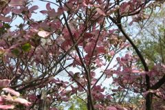 Spring-Blossoms-3-10