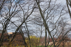 Spring-Blossoms-3-105
