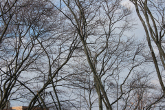 Spring-Blossoms-3-106