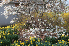 Spring-Blossoms-3-107
