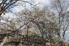 Spring-Blossoms-3-113