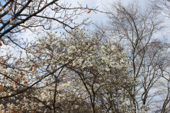 Spring-Blossoms-3-114