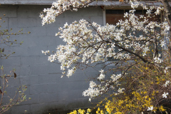 Spring-Blossoms-3-115
