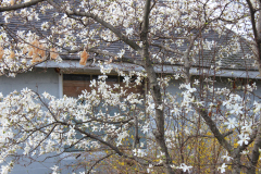 Spring-Blossoms-3-121