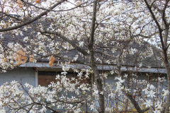 Spring-Blossoms-3-122